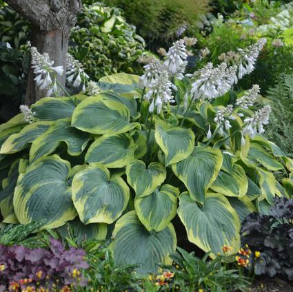 Earth Angel Hosta