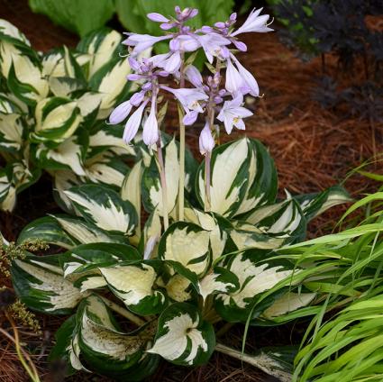 Fire & Ice Hosta