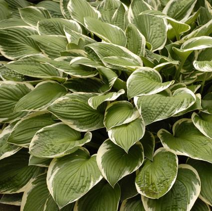 Francee Hosta