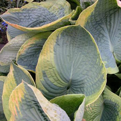 Frances Williams Hosta