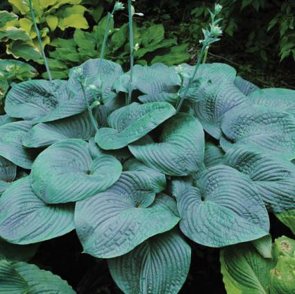 Humpback Whale Hosta