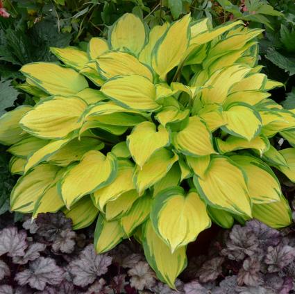 Island Breeze Hosta