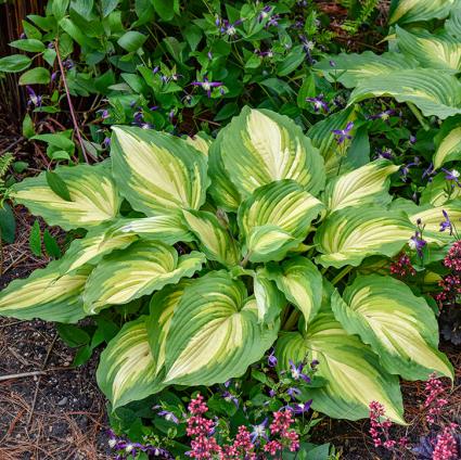 Love Story Hosta