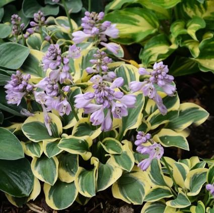 Mini Skirt Hosta