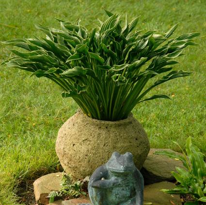 Praying Hands Hosta