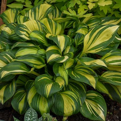 Rainbow's End Hosta