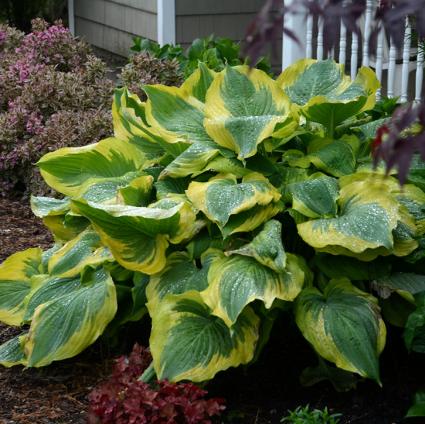 Seducer Hosta