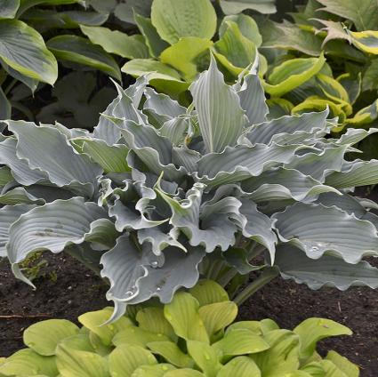 Waterslide Hosta