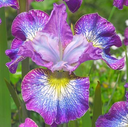 Immortality German Iris