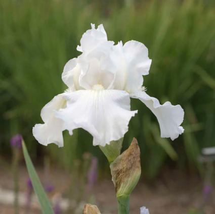 Mariposa Autumn Bearded Iris