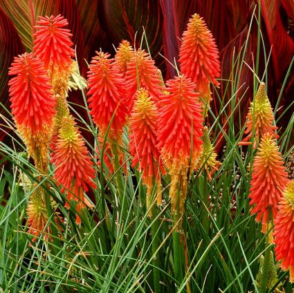 Papaya Popsicle Hot Poker