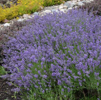 Essence Purple English Lavender