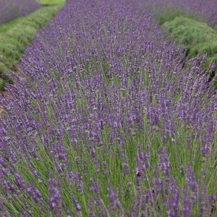 Phenomenal English Lavender