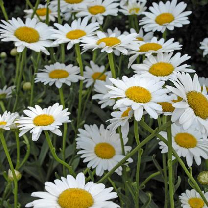 Becky Shasta Daisy