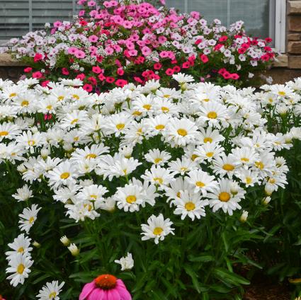 Daisy May Shasta Daisy