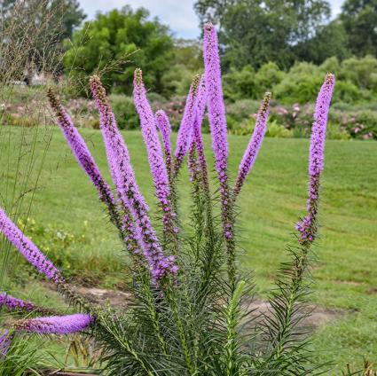 Lavender Glowsticks Liatris