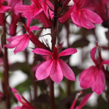 Starship Rose Cardinal Flower