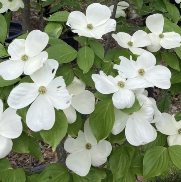 Celestial Shadow Dogwood 7G