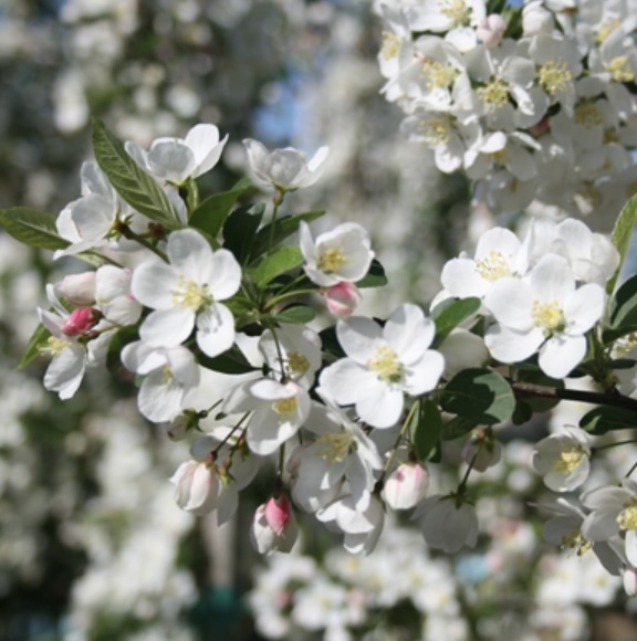 Sargent Standard Crabapple Tree 2"