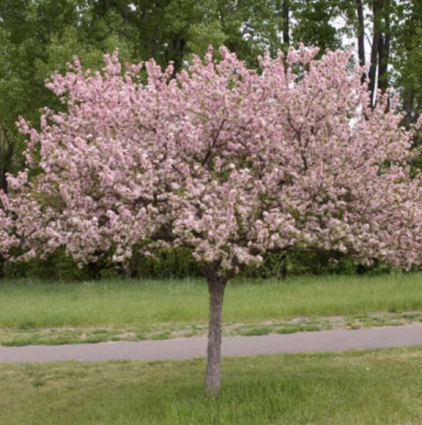 Coralburst Crabapple Tree  1.5"