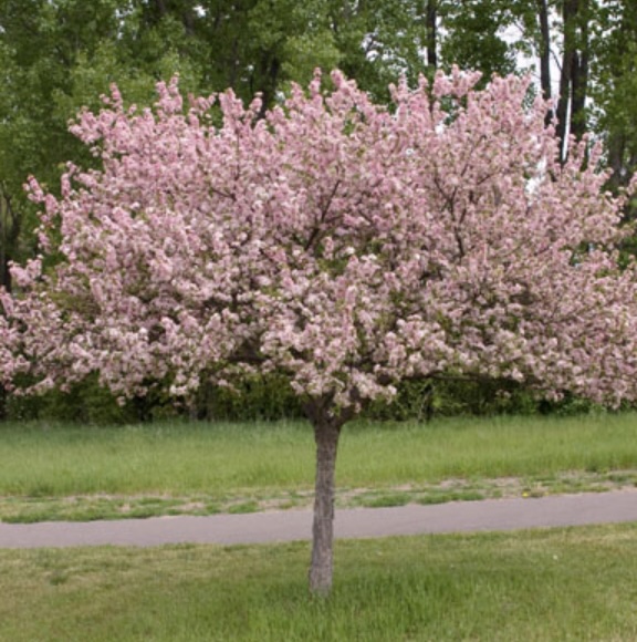  Coralburst Crabapple Tree  2"