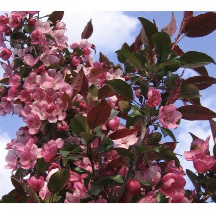 Gladiator Crabapple Tree  15G