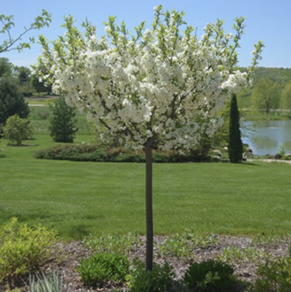 Lollipop Crabapple Tree 7G