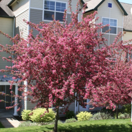 Prairie Fire Crabapple Tree  3"