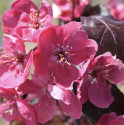 Perfect Purple Crabapple Tree  2"