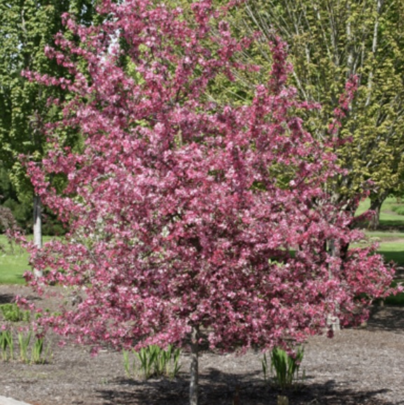 Royal Raindrops Crabapple Tree  1.5"