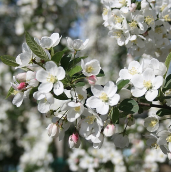 Sargent Standard Crabapple Tree 1.5"