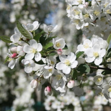 Sargent Standard Crabapple Tree1.5"