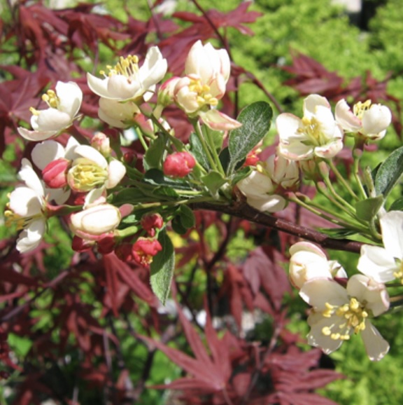 Sargent Tina Crabapple Tree 1.5"