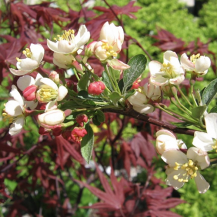 Sargent Tina Crabapple Tree 1.5"