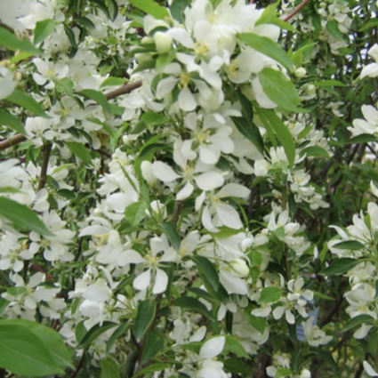 Spring Snow Crabapple Tree  2"