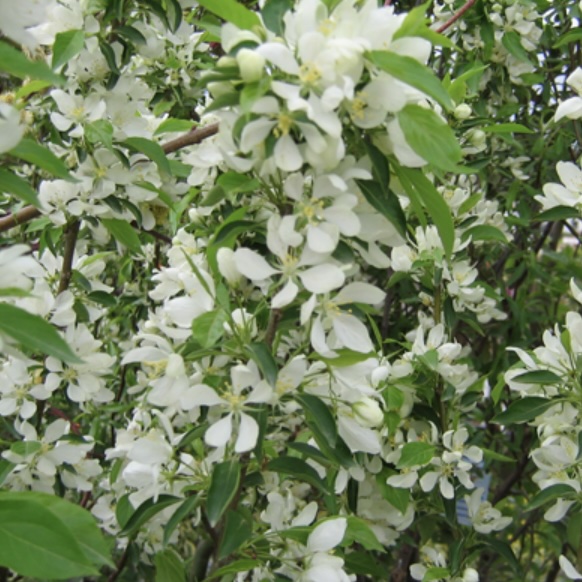  Spring Snow Crabapple Tree  2.5"