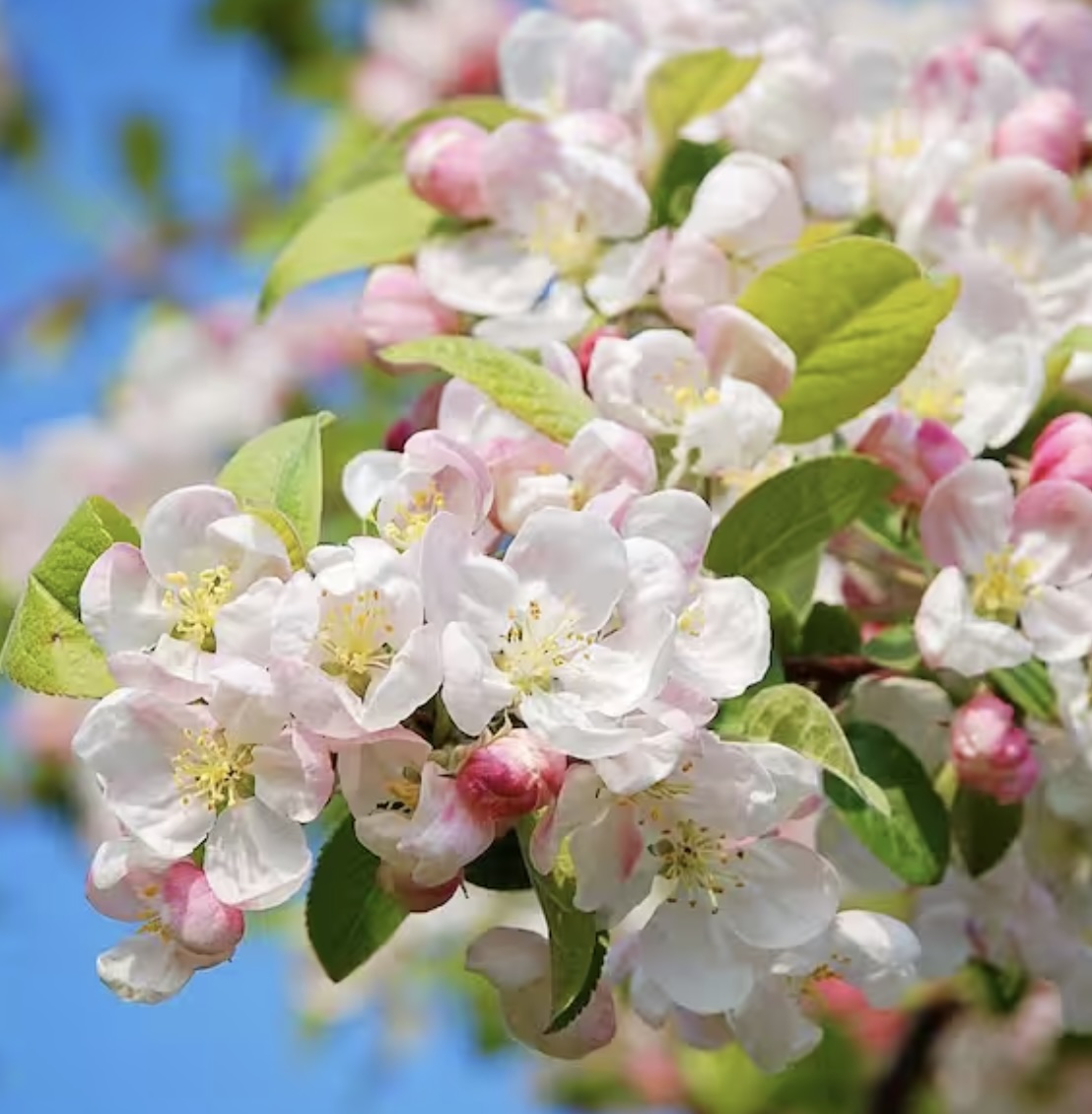 Sweet Sugar Thyme Crabapple Tree  15G