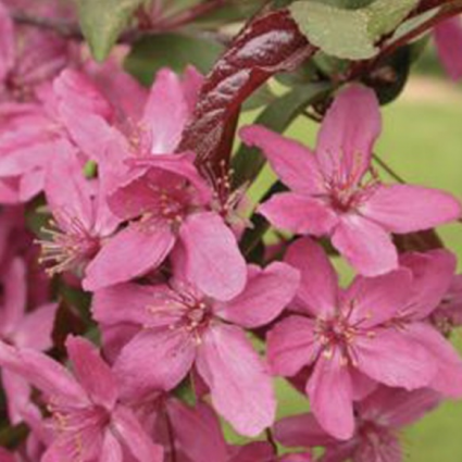 Velvet Pillar Crabapple Tree  2"