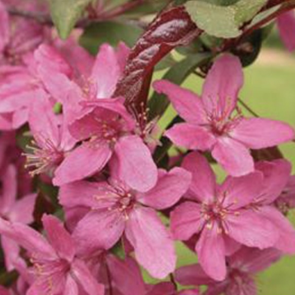 Velvet Pillar Crabapple Tree  3"