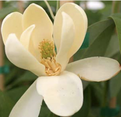 Moonglow Clump Magnolia 8'