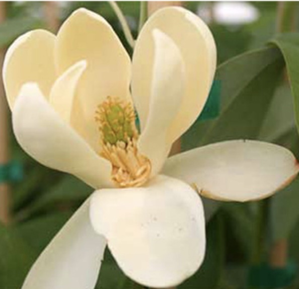 MAGNOLIA, MOONGLOW CLUMP 7-8'