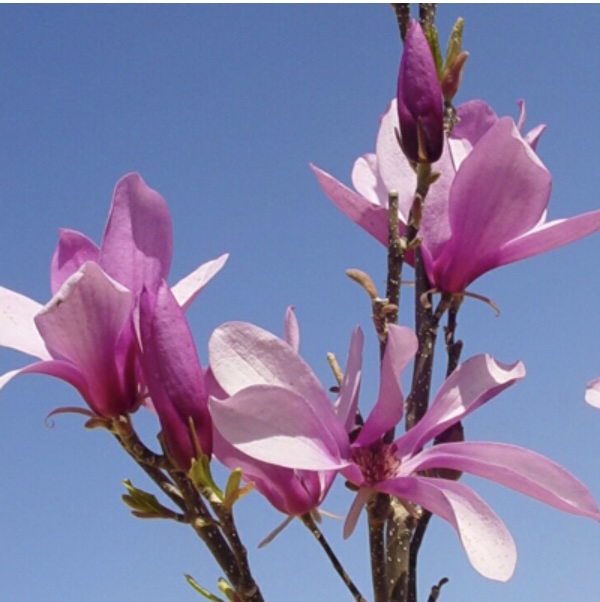 Betty Clump Magnolia 7G