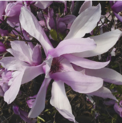 Jane Clump Magnolia 10G