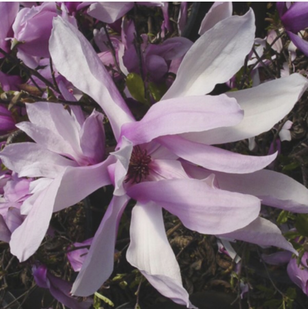 Jane Clump Magnolia 15G