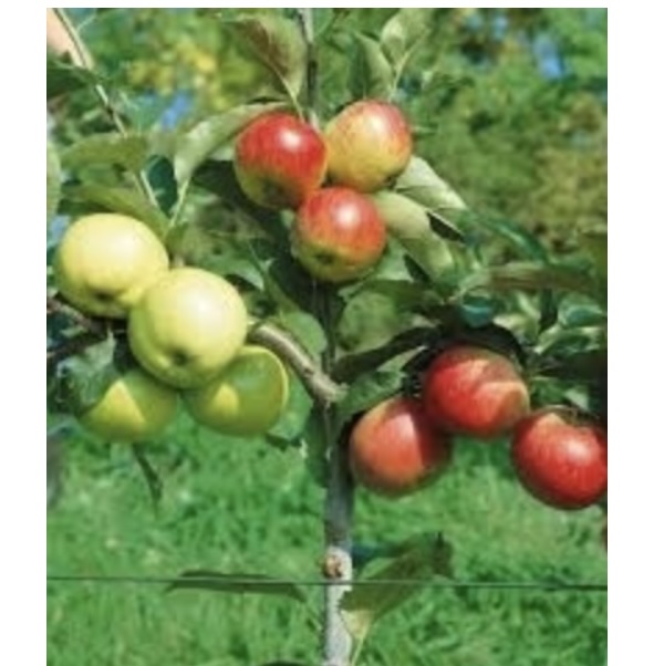 3 in 1 Apple Tree  7G