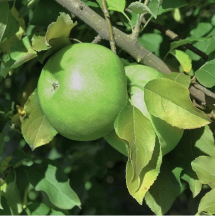 Granny Smith Apple Tree 7G