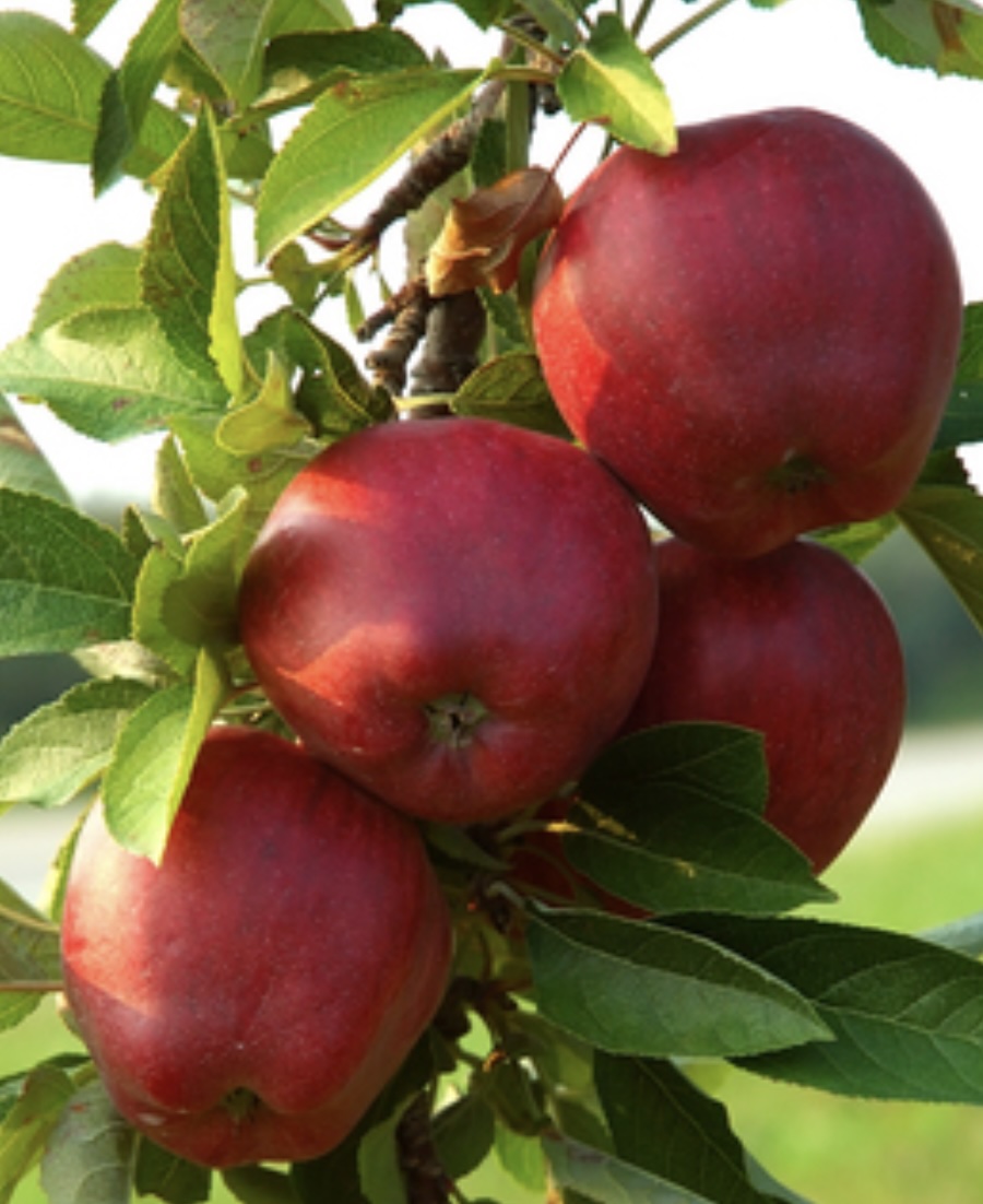 Red Delicious Apple Tree 7G