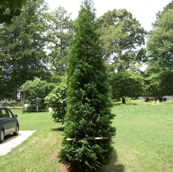 American Pillar Arborvitae 8'