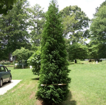 American Pillar Arborvitae 8'