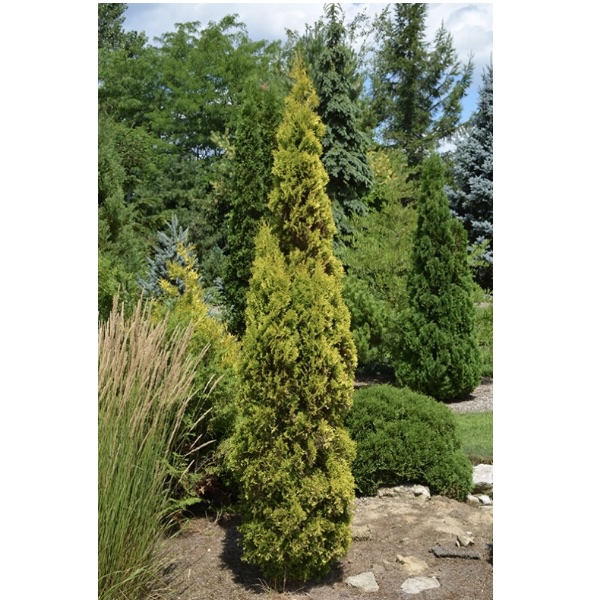 Amber Gold Arborvitae 5G